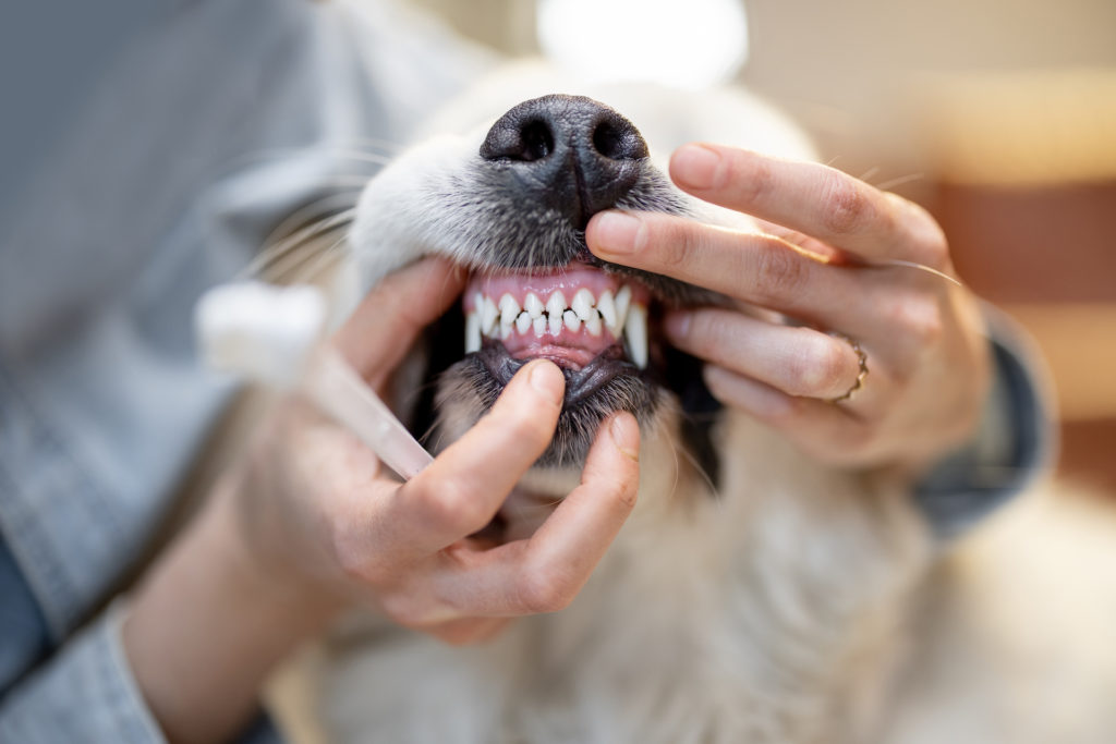 The-importance-of-pet-dental-care